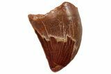 Serrated, Juvenile Carcharodontosaurus Tooth #249479-1